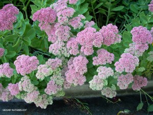 Sedum 'Autumn Joy' - blossom